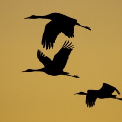 3 Sandhill cranes in silhouette